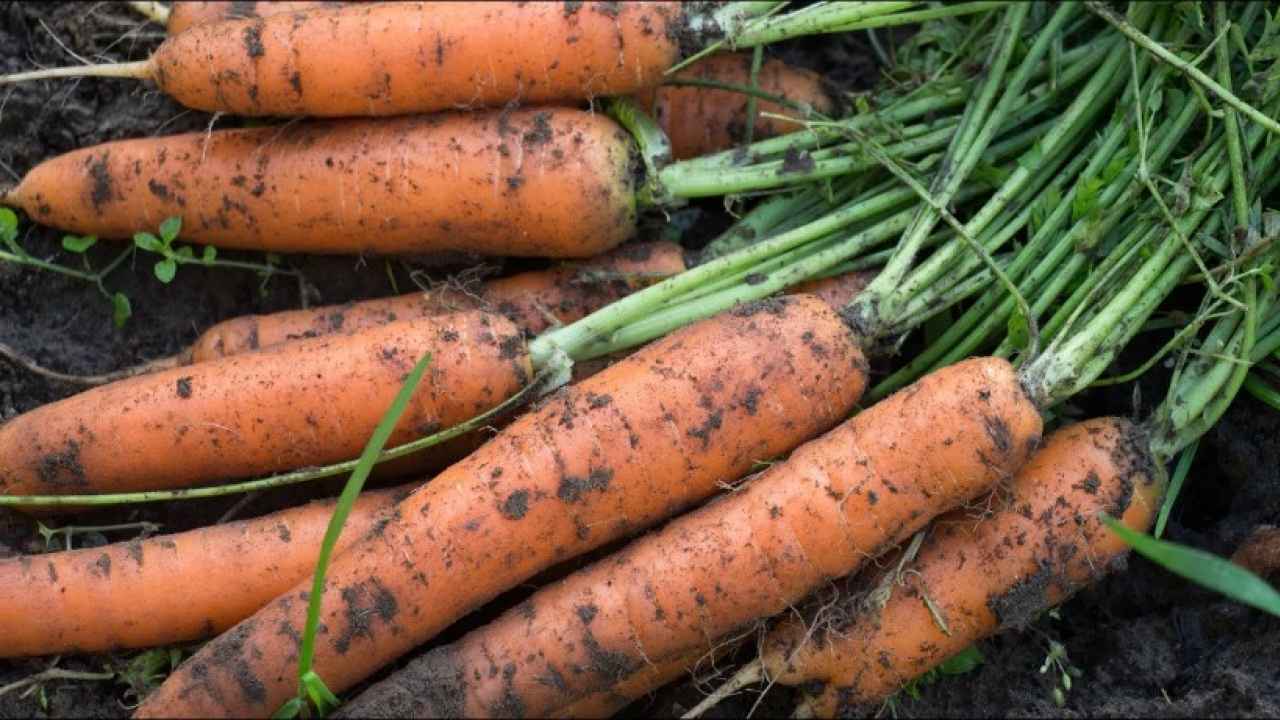 Как правильно сажать морковь - Бобёр.ру